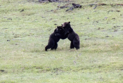 Grizzly Bears Fairy Falls Parking Lot 2025